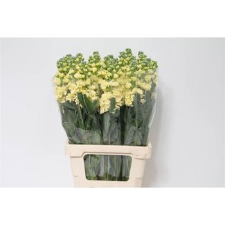 Freshy Violier Iron Gelb | Farbe: Gelb | Länge ± 65 centimeter | Pro 10 frische Blumen
