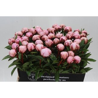 Freshy Paeonia L Reine Hortense