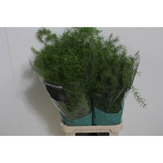 Freshy Asparagus Dens Sprengeri