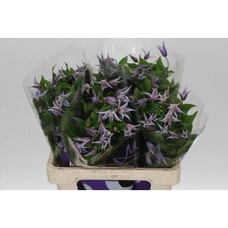 Freshy Clematis Star River