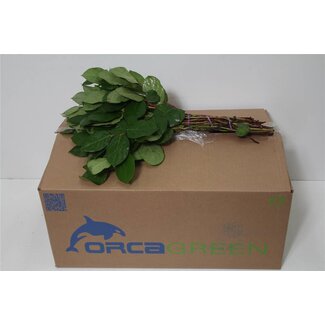 Freshy Salal Gaultheria Spitzen Orca | Farbe: Grün | Länge ± 40 centimeter | Pro 5 Bündel