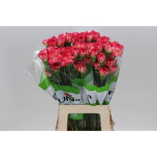 Freshy Oeillet long “Funza Spritz Arancio” | Couleur: Rose | Longueur ± 70 centimeter | Par 20 fleurs fraîches