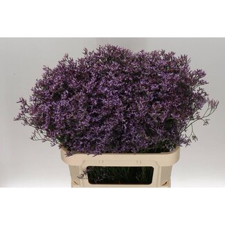 Freshy Limonium Safora “Flieder” | Farbe: Lila | Länge ± 80 Zentimeter | Pro 25 Stiele frische Blumen