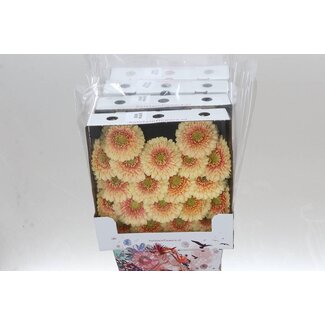 Freshy Gerbera Pomponi Mi Aqua “Bebob” | Couleur: Rose | Longueur ± 50 centimeter | Par 20 fleurs fraîches