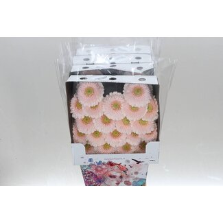 Freshy Gerbera Pomponi Mi Aqua “Sweetness” | Farbe: Rosa | Länge ± 50 centimeter | Pro 20 frische Blumen