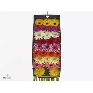 Freshy Gerbera Spider Mi Aqua Mix | Couleur: Couleurs mélangées | Longueur ± 50 centimeter | Par 20 fleurs fraîches