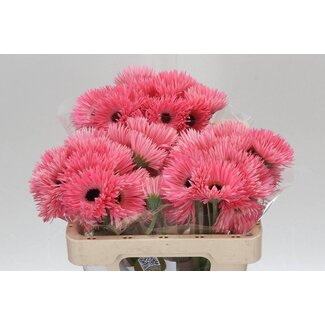 Freshy Gerbera Spider Mi Aqua “Spectacle” | Kleur: Rosa | Lengte ± 50 centimeter | Pro 20 frische Blumen
