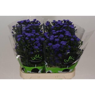 Freshy Aster Astee “Dark Milka” | Couleur: Violet | Longueur ± 80 centimeter | Par 25 tiges de fleurs fraîches