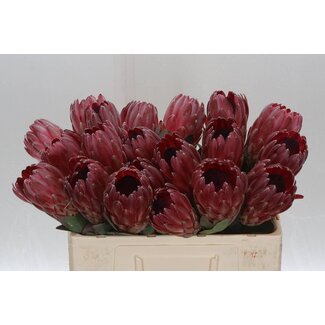 Freshy Protea “Sharonet” | Couleur: Rouge | Longueur ± 50 centimeter | Par 10 fleurs fraîches
