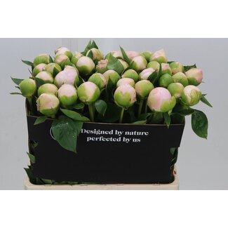 Freshy Paeonia Pioenroos L “Princes Bride” | Farbe: Weiß | Länge ± 60 centimeter | Pro 10 frische Pfingstrosen