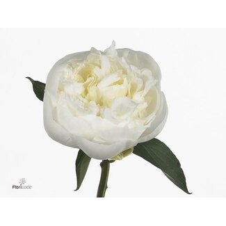 Freshy Paeonia Pivoine L “Duches D Nemo” | Couleur: Blanc | Longueur ± 60 centimeter | Par 10 pivoines fraîches