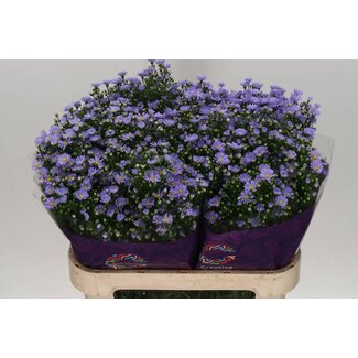 Freshy Aster “Cassandra” | Couleur: Violet | Longueur ± 80 centimètres | Par 25 fleurs fraîches