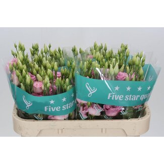 Freshy Eustoma Lisianthus Double “Cotton Candy” | Couleur: Rose | Longueur ± 70 centimeter | Par 10 tiges de fleurs fraîches