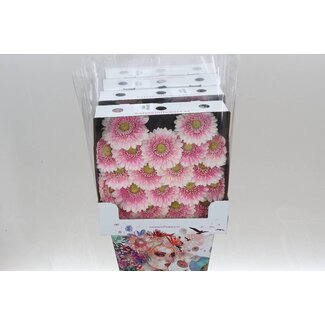 Freshy Gérbera à grande fleur Aqua Pomponi “Noek” | Couleur: Rose | Longueur ± 50 centimeter | Par 20 fleurs fraîches