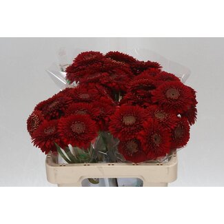 Freshy Germini Aqua Pomponi “Red Light” | Farbe: Rot | Länge ± 50 centimeter | Pro 20 frische Blumen