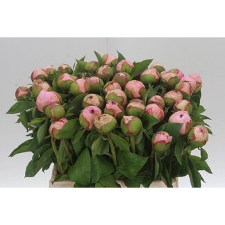 Freshy Paeonia Pivoine L “Angel Cheeks” | Couleur: Rose | Longueur ± 40 centimeter | Par 10 pivoines fraîches
