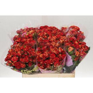 Freshy Rose en grappes “Fire Flash” | Couleur: Rouge | Longueur ± 60 centimeter | Par 10 roses fraîches