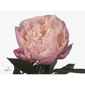 Freshy Paeonia Pioenroos L “Catharanthus Fontijn” | Kleur: Roze | Lengte ± 60 centimeter | Per 10 verse pioenrozen