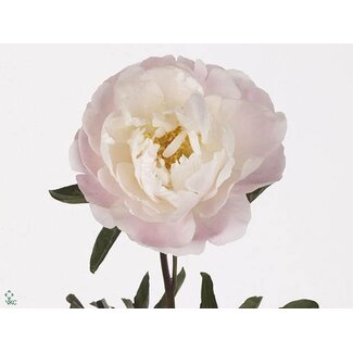 Freshy Paeonia Pioenroos L “Miss America” | Kleur: Wit | Lengte ± 60 centimeter | Per 10 verse pioenrozen