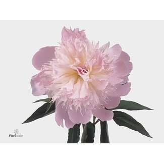 Freshy Paeonia Pioenroos L “Alertie” | Kleur: Paars | Lengte ± 50 centimeter | Per 20 verse pioenrozen