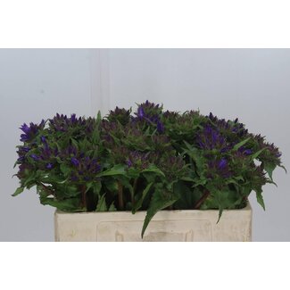 Freshy Campanula Glomerata Autre clochette | Couleur: Bleu Violet | Longueur ± 60 centimeter | Par 10 fleurs fraîches