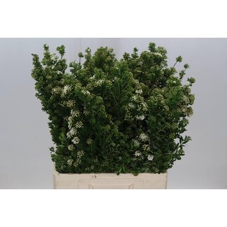 Freshy Spiraea Nipponica “Snowmound” Spierstrauch | Farbe: Groen | Länge ± 70 centimeter | Pro 10 Zweige