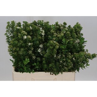 Freshy Spiraea Nipponica “Snowmound” Spierstrauch | Farbe: Groen | Länge ± 60 centimeter | Pro 10 Zweige