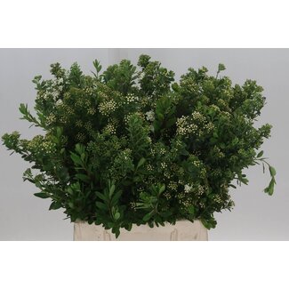 Freshy Spiraea Nipponica “Snowmound” Spierstrauch | Farbe: Grün | Länge ± 50 Zentimeter | Pro 10 Zweige