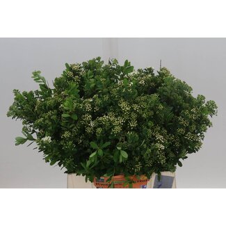 Freshy Spiraea Nipponica “Snowmound” Spierstruik | Kleur: Groen | Lengte ± 45 centimeter | Per 10 takken