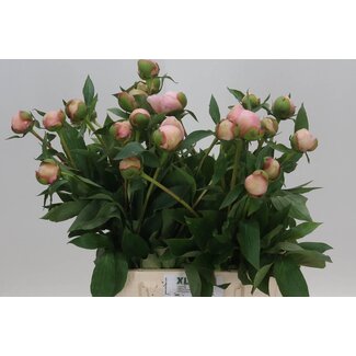 Freshy Paeonia Pfingstrose L “Alertie” | Farbe: Lila | Länge ± 45 centimeter | Pro 20 frische Pfingstrosen