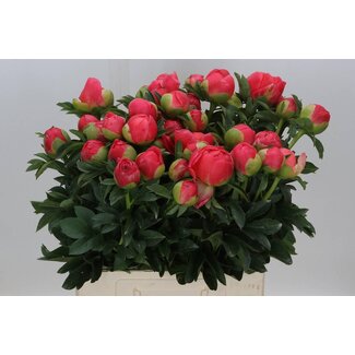 Freshy Paeonia Pfingstrose L “Coral Sunset” | Farbe: Rosa | Länge ± 60 centimeter | Pro 10 frische Pfingstrosen