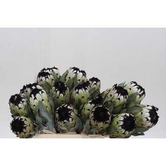 Freshy Protea Magnifica “Niobe” | Farbe: Grau Schwarz | Länge ± 50 centimeter | Pro 5 frische Blumen