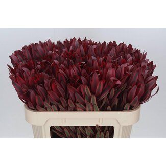 Freshy Leucadendron “Jester” | Kleur: Groen Rood | Lengte ± 70 centimeter | Per 20 verse bloemen