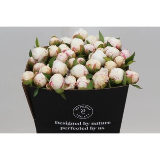 Freshy Paeonia Pivoine L “Mary Nicholls” | Couleur: Blanc | Longueur ± 50 centimeter | Par 10 pivoines fraîches