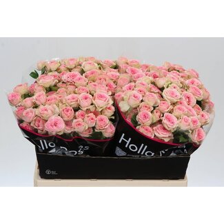 Freshy Trosroos “Fancy” | Farbe: Rosa | Länge ± 60 centimeter | Pro 10 frische Rosen