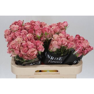 Freshy Sprayrose “Destini” | Farbe: Rosa | Länge ± 60 centimeter | Pro 10 frische Rosen