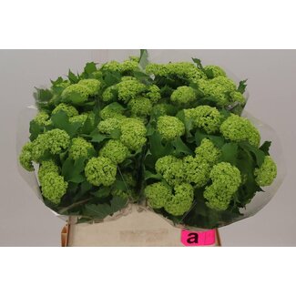 Freshy Viburnum Boule de neige 2 Têtes (serre) | Couleur: Blanc | Longueur ± 80 centimeter | Par 10 fleurs fraîches