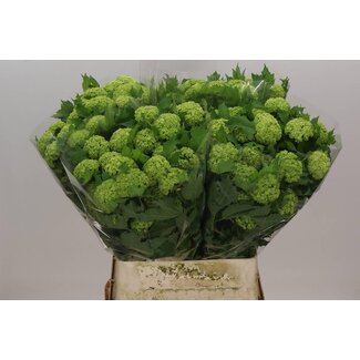 Freshy Viburnum Boule de neige 4 Têtes (serre) | Couleur: Blanc | Longueur ± 90 centimètres | Par 10 fleurs fraîches