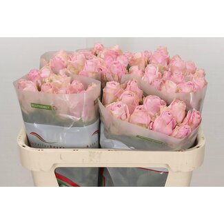 Freshy Rozen “Heidi” | Kleur: Roze | Lengte ± 70 centimeter | Per 10 rozen