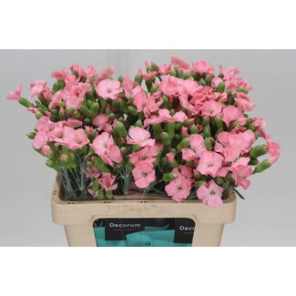 Freshy Œillet en grappe hollandais “Solomio Ivo” | Couleur: Rose | Longueur ± 60 centimeter | Par 30 fleurs fraîches