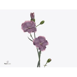 Freshy Œillet en grappes à fleur simple “Solomio Bono” | Couleur: Violet | Longueur ± 60 centimeter | Par 30 fleurs fraîches