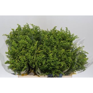Freshy Solidago “Carzan Glory” verge d'or | Couleur: Jaune | Longueur ± 60 centimeter | Par 25 fleurs fraîches
