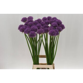 Freshy Allium Sierui “Gladiator” | Farbe: Lila | Länge ± 85 centimeter | Pro 20 Stiele frische Blumen