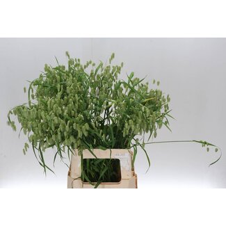 Freshy Poaceae Briza Media Trilgras | Couleur: Blanc | Longueur ± 70 centimeter | Par 50 fleurs fraîches