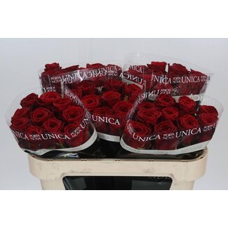 Freshy Rozen “Red Naomi Unica” | Kleur: Rood | Lengte ± 70 centimeter | Per 10 rozen