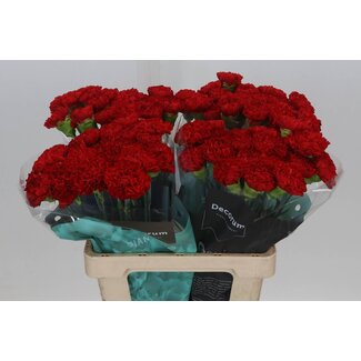 Freshy Holländische Nelke “Red Moon” | Farbe: Rot | Länge ± 60 centimeter | Pro 20 frische Blumen