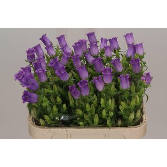 Freshy Campanula Glockenblume Medium “Campana Lilac” | Farbe: Lila | Länge ± 75 centimeter | Pro 10 frische Blumen