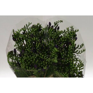 Freshy Freesia Doppelt “Blue Bayou” | Farbe: Lila | Länge ± 52 centimeter | Pro 50 frische Blumen