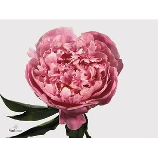 Freshy Paeonia Pfingstrose L “Dr A Fleming” | Farbe: Rosa | Länge ± 65 centimeter | Pro 10 frische Pfingstrosen