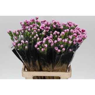 Freshy Trosanjer “Cherry Tessino” | Farbe: Rosa | Länge ± 60 centimeter | Pro 25 frische Blumen